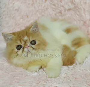 1-3 months Female Purebred Exotic