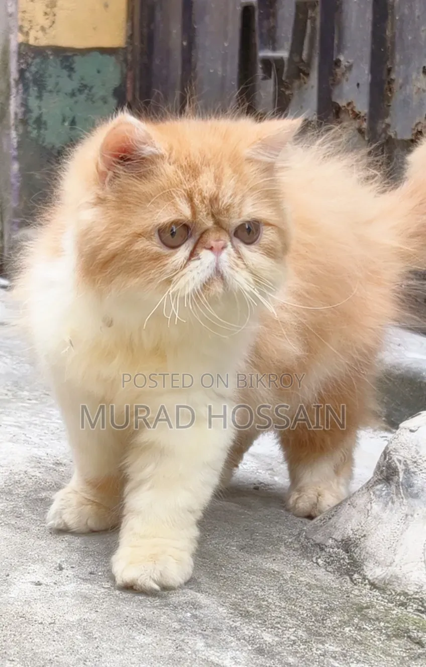 3-6 months Female Purebred Exotic