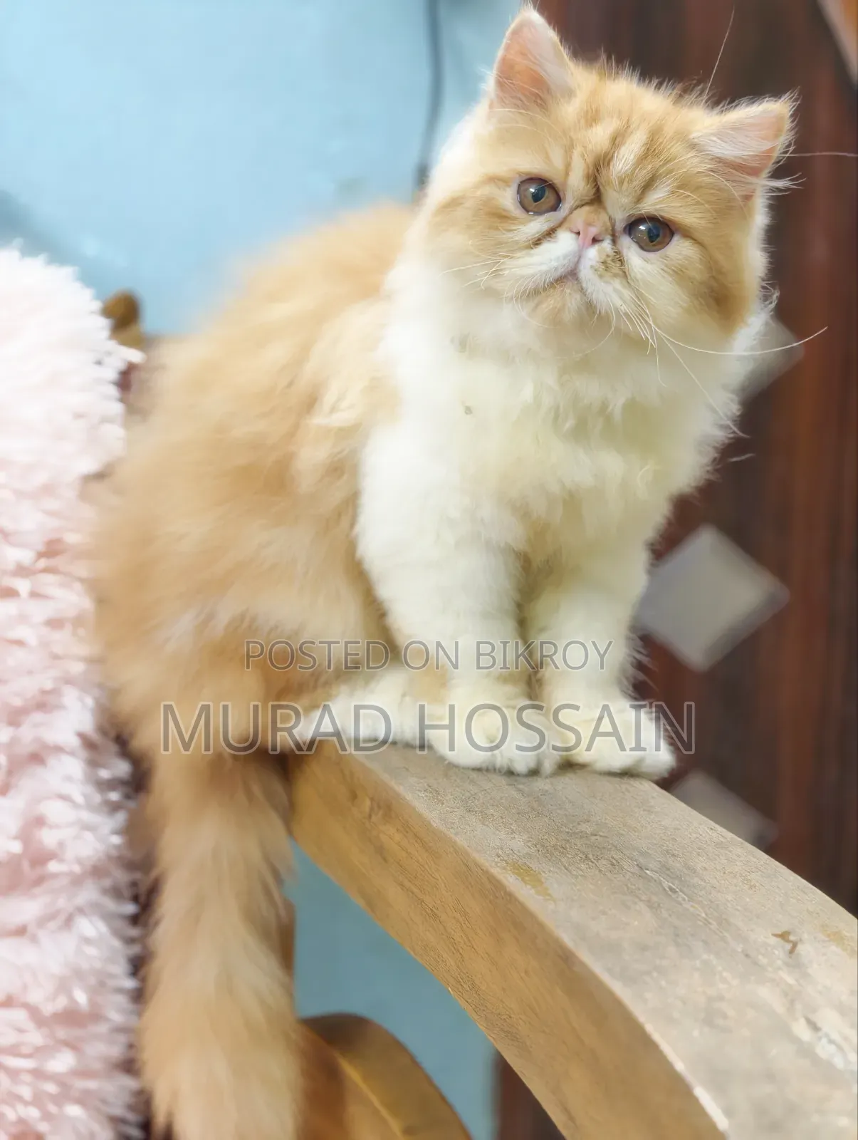 3-6 months Female Purebred Exotic