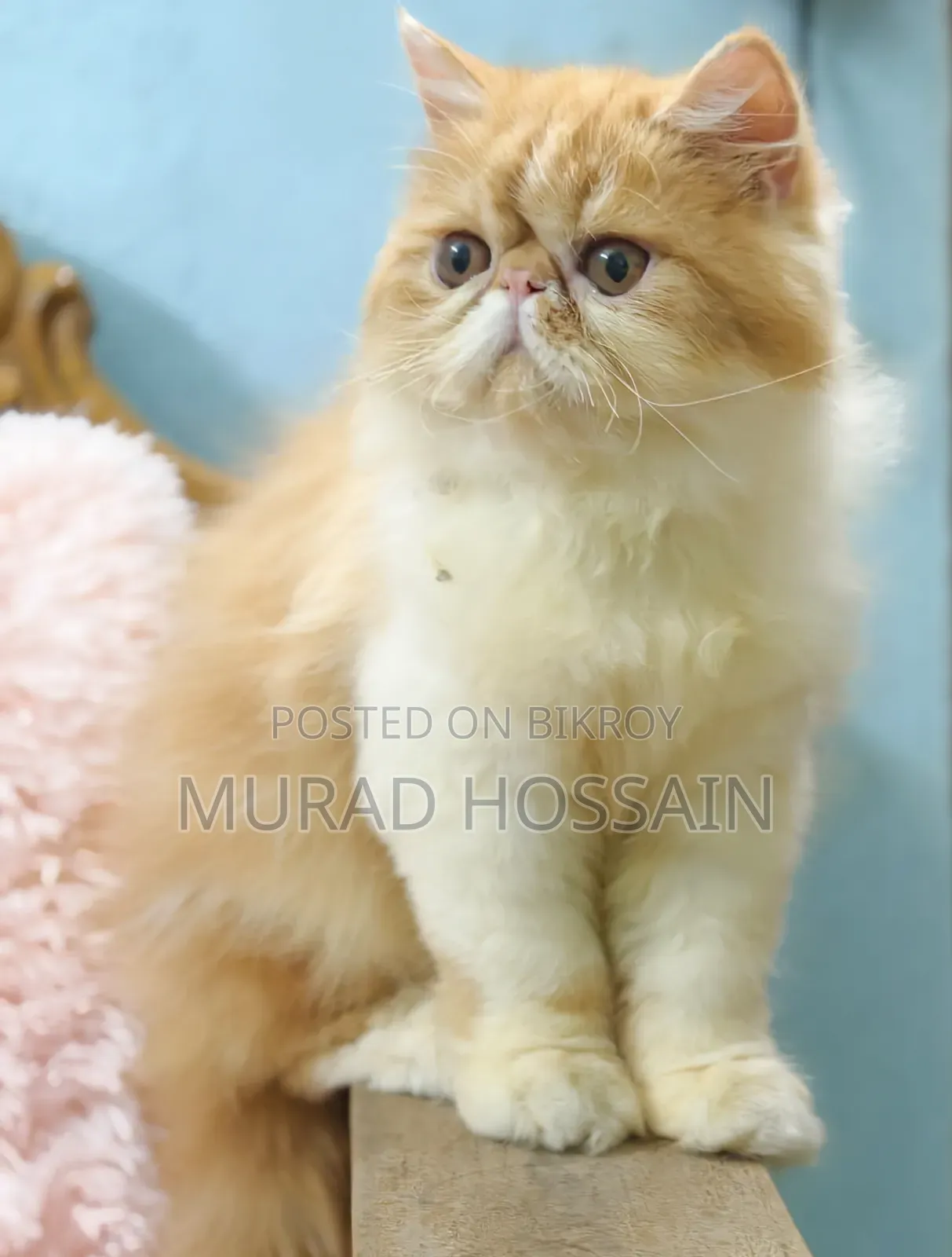 3-6 months Female Purebred Exotic