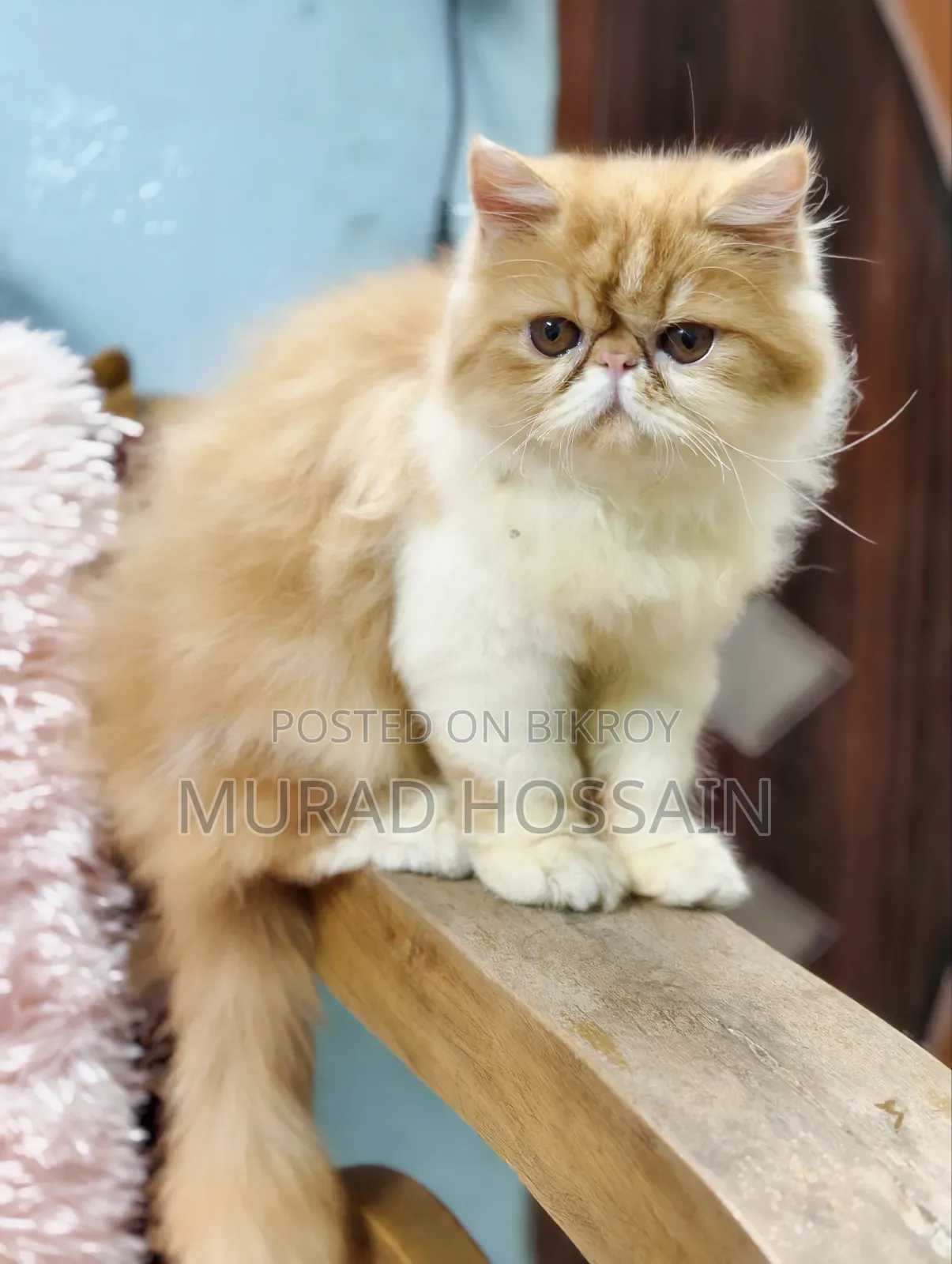 3-6 months Female Purebred Exotic