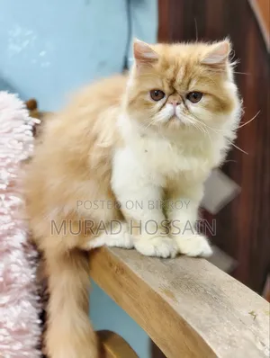 3-6 months Female Purebred Exotic