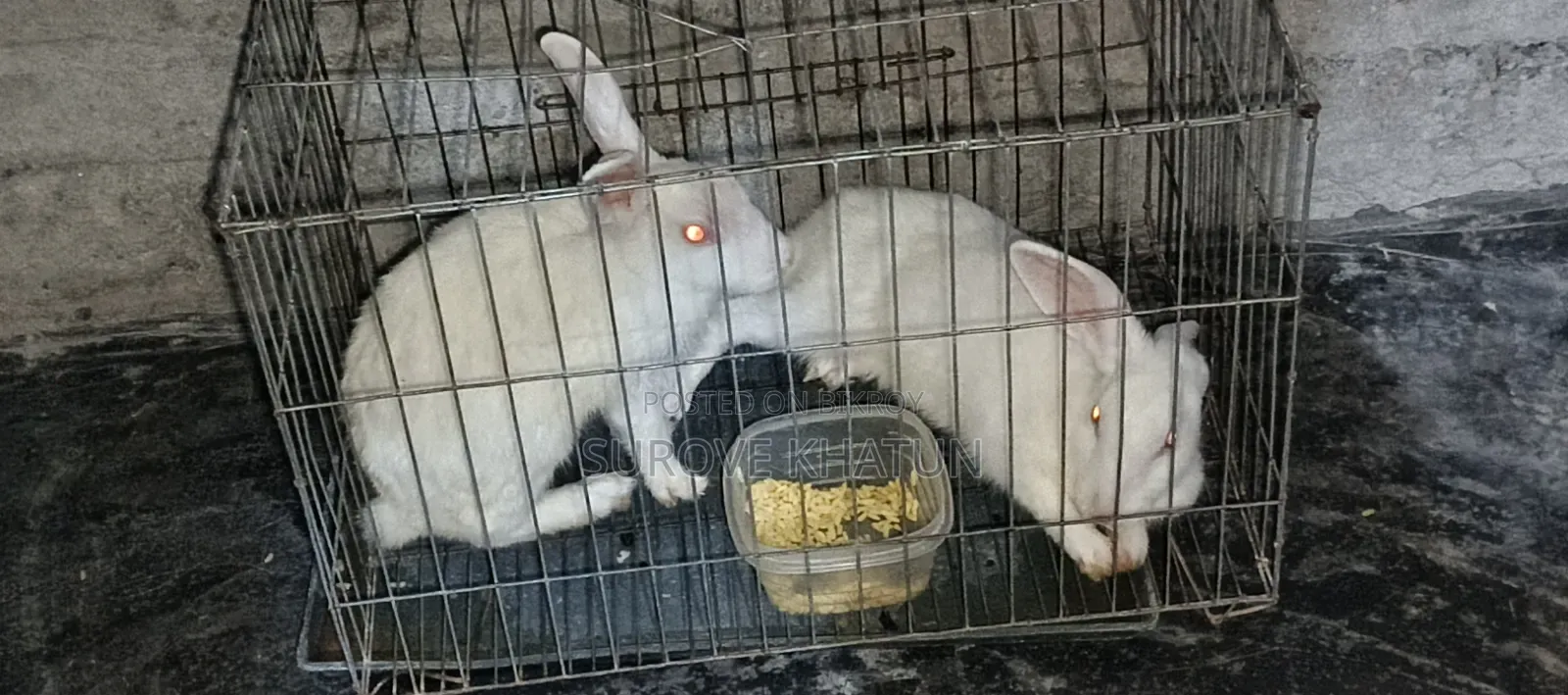 Two rabbits, one boy and one girl, vaccinated, please contact