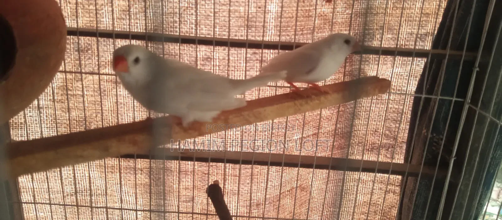 স্নো হোয়াইট ফিঞ্চ