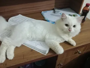 6-12 Months Male Purebred Persian