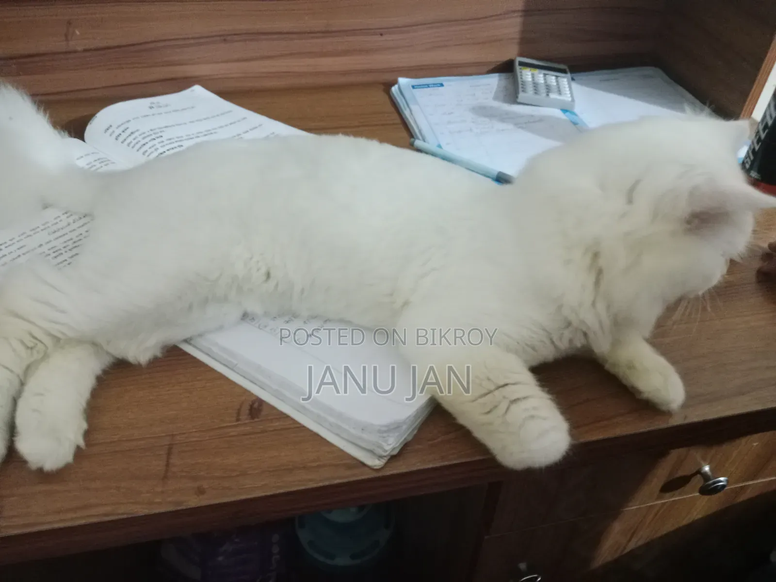6-12 Months Male Purebred Persian