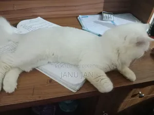 6-12 Months Male Purebred Persian