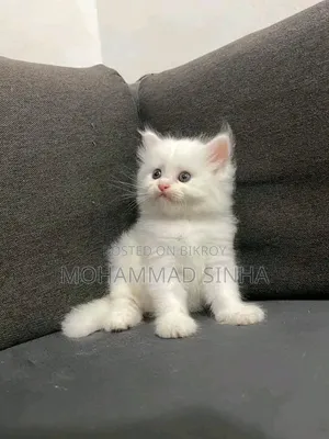 1-3 months Female Purebred Persian