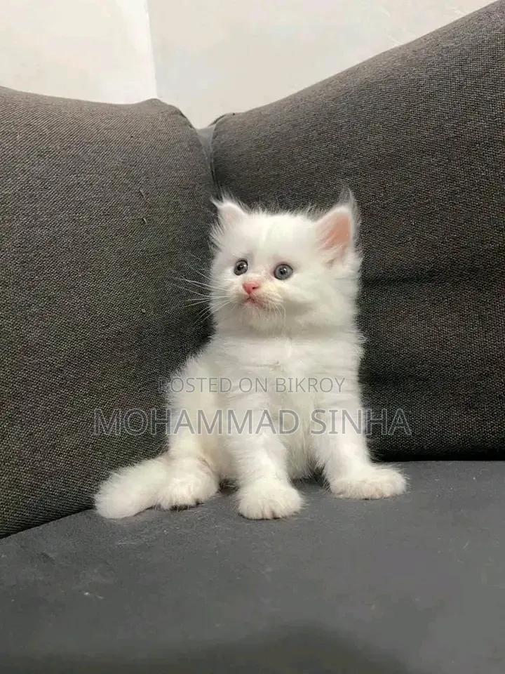 1-3 months Female Purebred Persian