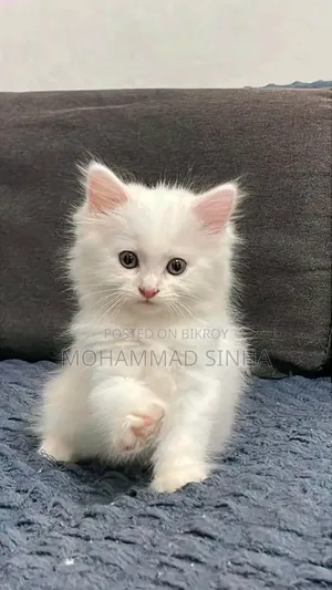 1-3 months Female Purebred Persian