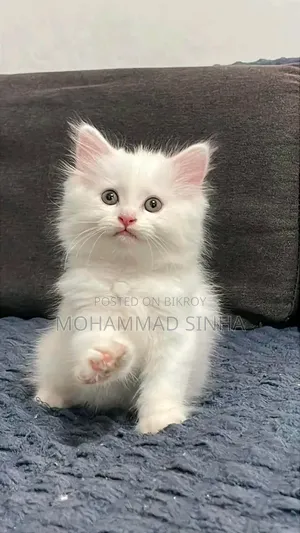 1-3 months Female Purebred Persian