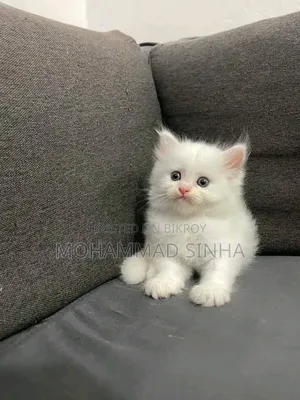 1-3 months Female Purebred Persian