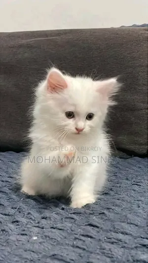 1-3 months Female Purebred Persian