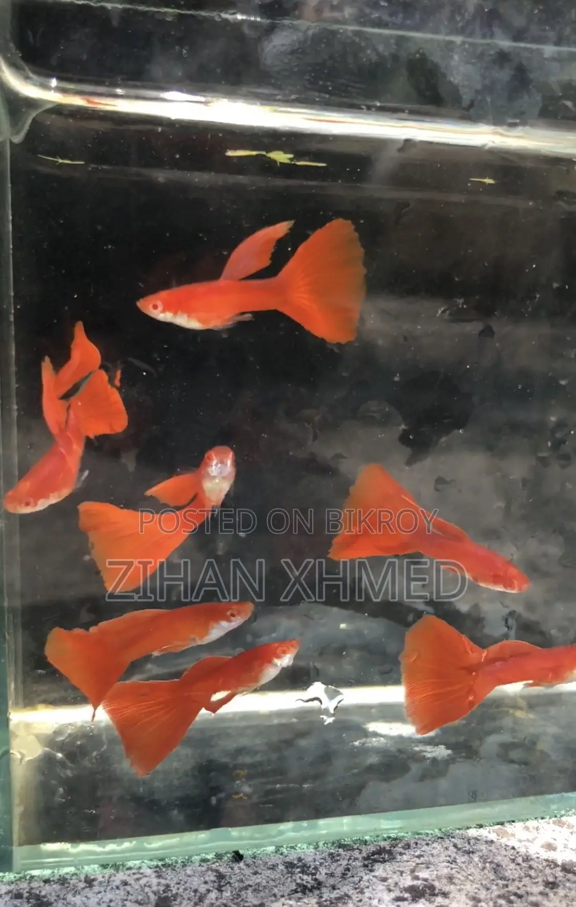 Full Red Moscow Guppy Available, Aquarium Fish