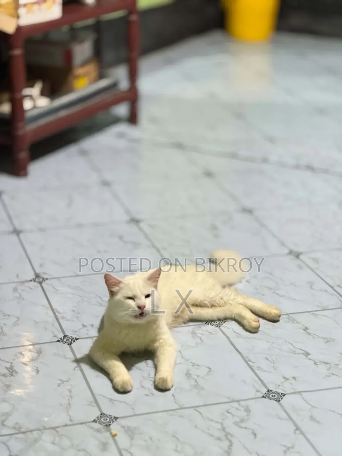 6-12 months Male Purebred Persian