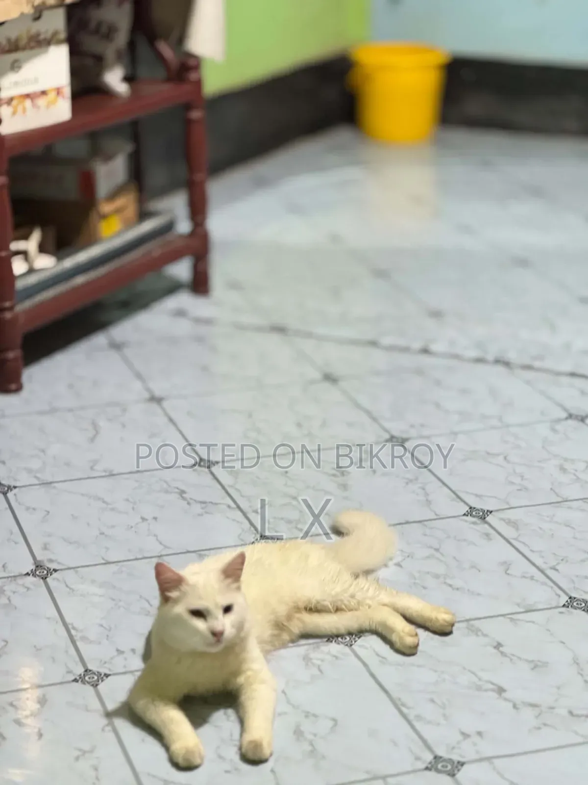 6-12 months Male Purebred Persian