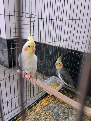 Two pieces of Cockatiel will be sold at an affordable price