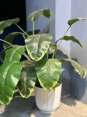 ইনডোর গ্রিন প্ল্যান্ট