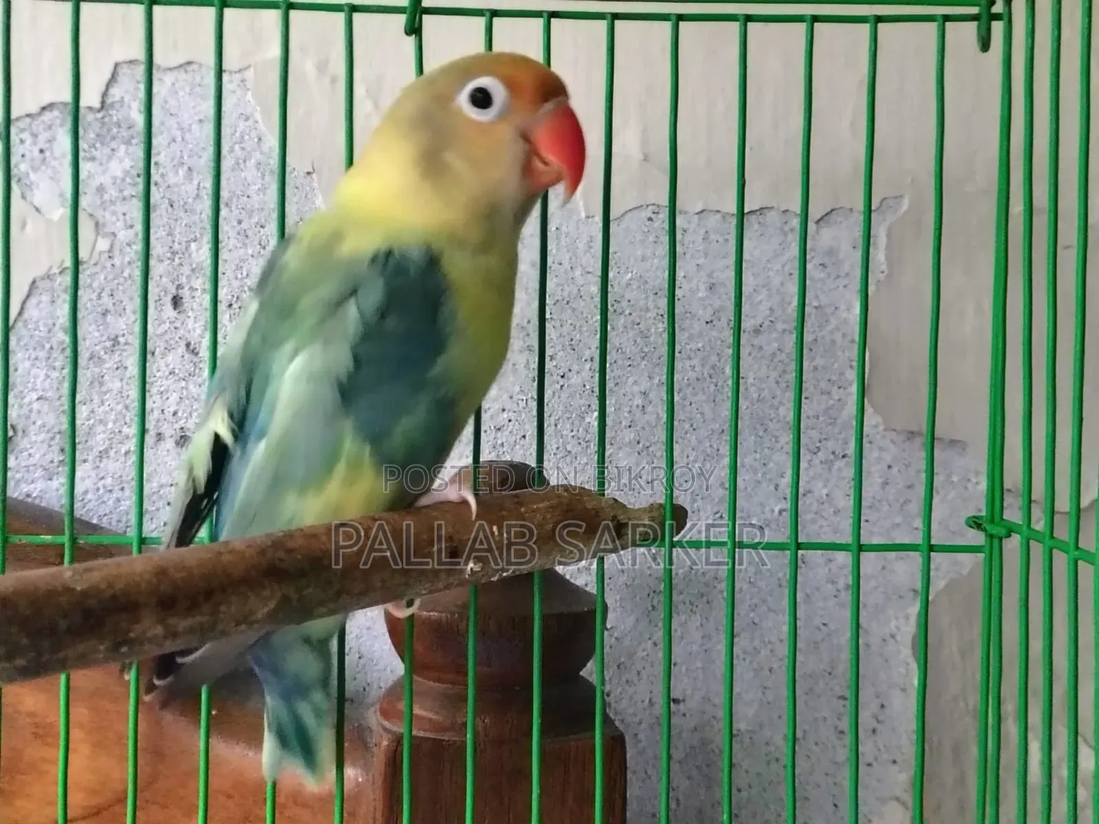 Love Bird লাভ বার্ড
