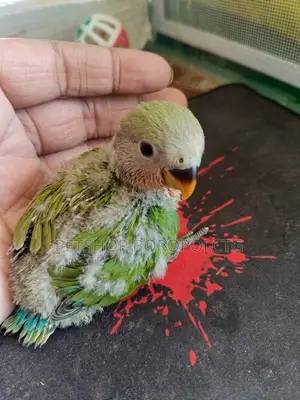 Love Bird Baby