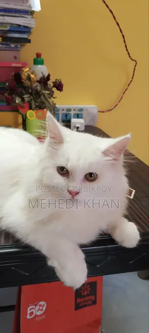 3-6 months Female Purebred Persian