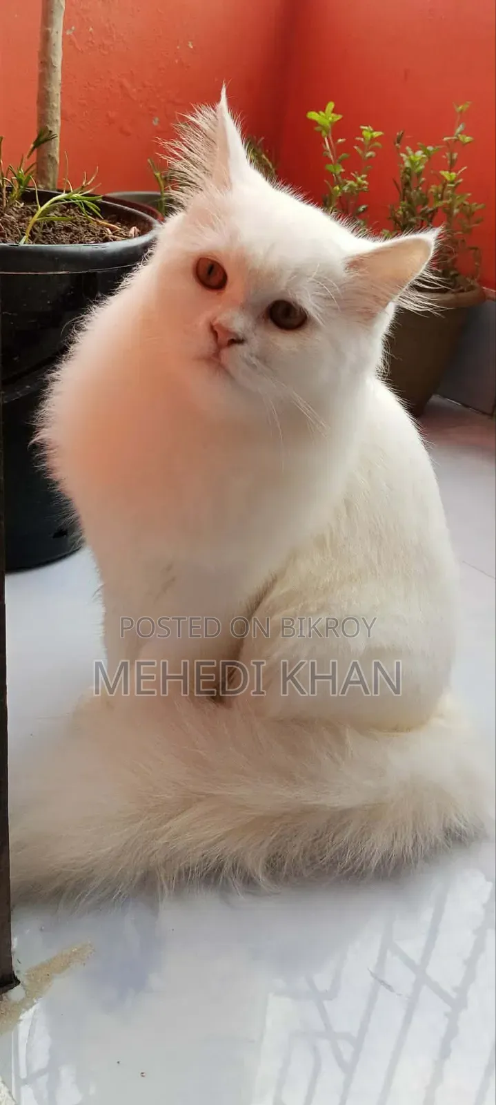 3-6 months Female Purebred Persian