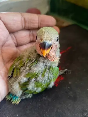 Love Bird Baby