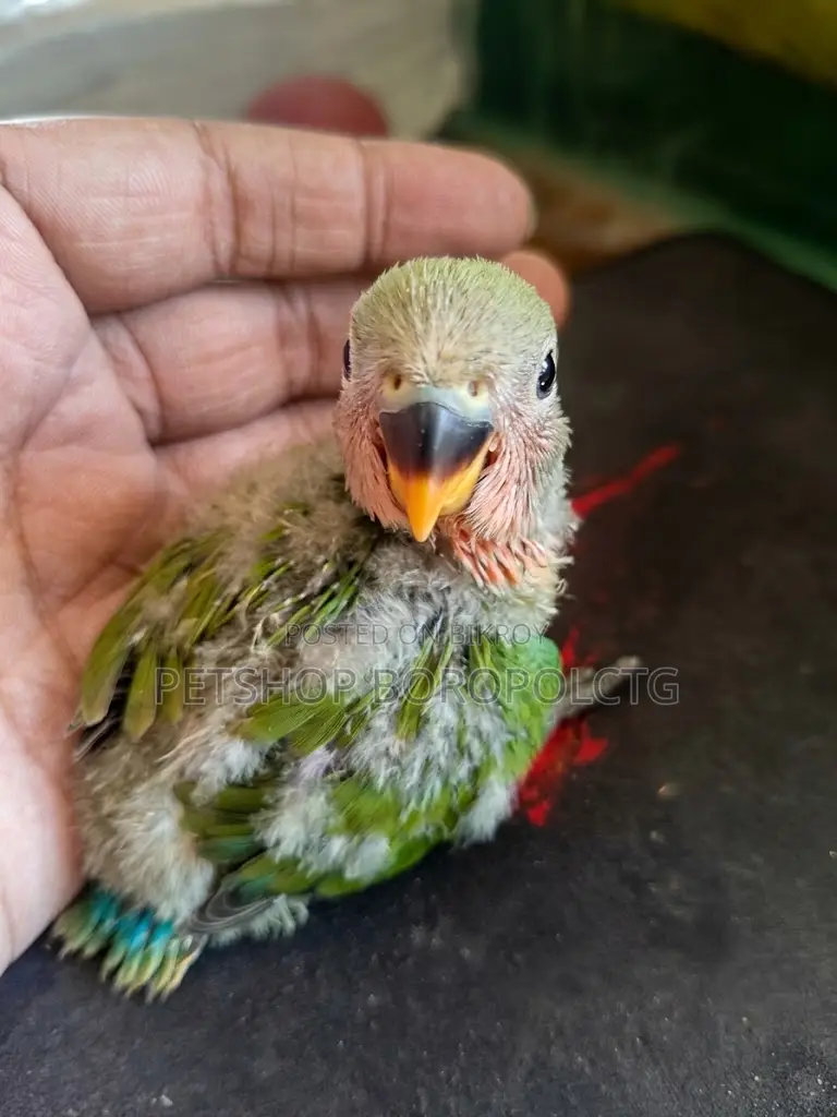 Love Bird Baby
