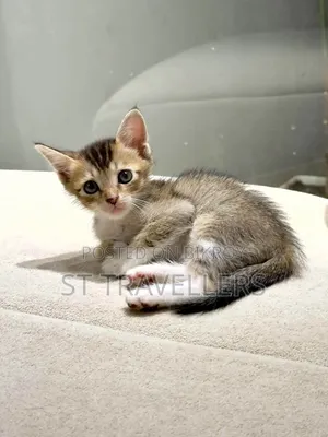 1-3 months Male Mixed Breed Persian
