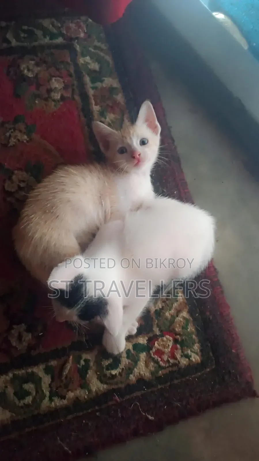১-৩ মাসের মেল মিক্সড ব্রিড পার্সিয়ান