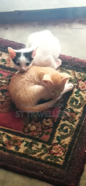 ১-৩ মাসের মেল মিক্সড ব্রিড পার্সিয়ান