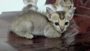 ১-৩ মাসের মেল মিক্সড ব্রিড পার্সিয়ান