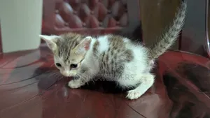 ১-৩ মাসের মেল মিক্সড ব্রিড পার্সিয়ান