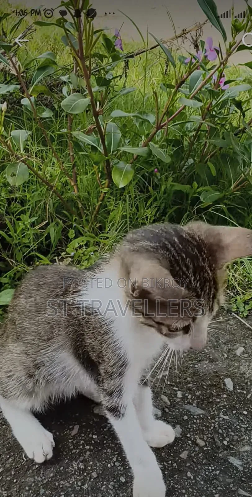 ১-৩ মাসের মেল মিক্সড ব্রিড পার্সিয়ান