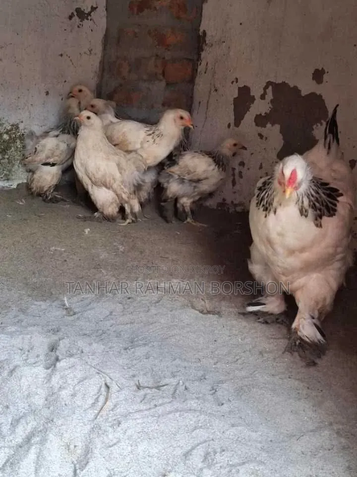 Colombian Brahma Chicken