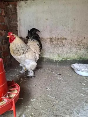 Colombian Brahma Chicken