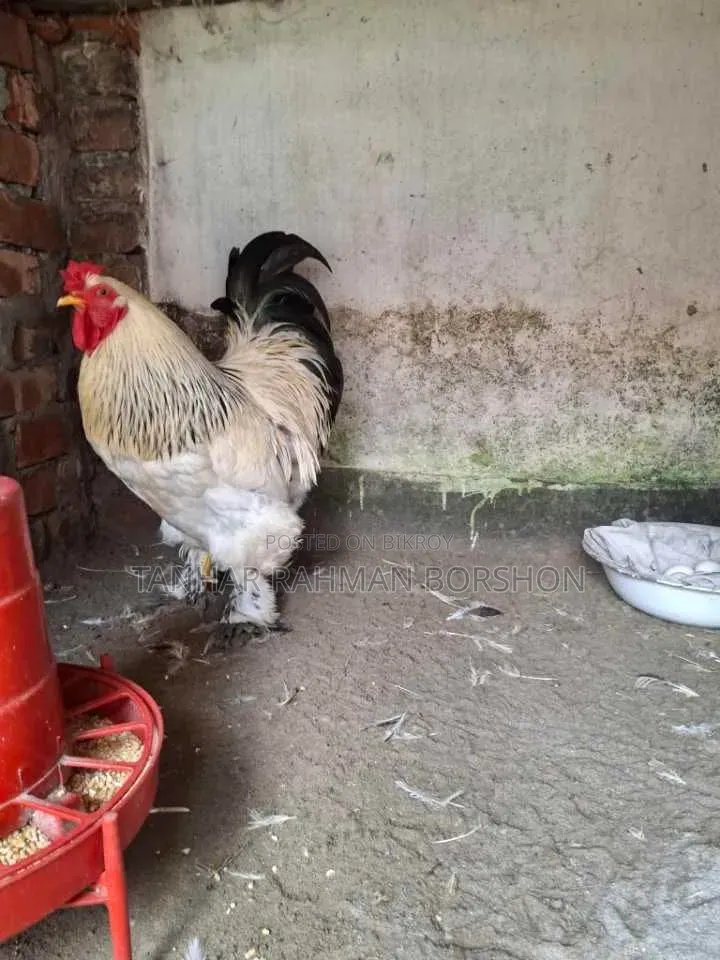Colombian Brahma Chicken