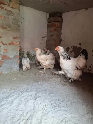 Colombian Brahma Chicken