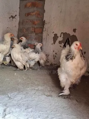 Colombian Brahma Chicken