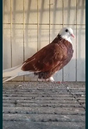 রেড বারমিং হাম রোলার