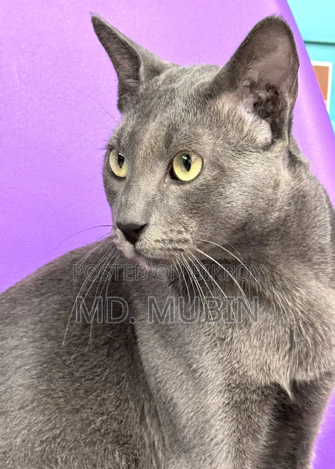 6-12 months Male Mixed Breed Russian Blue