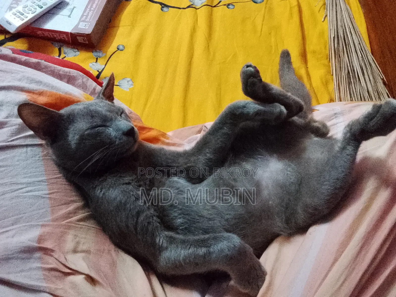 6-12 months Male Mixed Breed Russian Blue