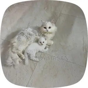 1-3 Months Male Purebred Persian Cat
