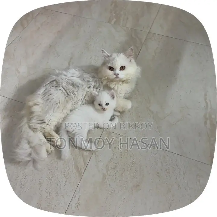 1-3 Months Male Purebred Persian Cat