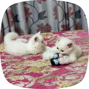 1-3 Months Male Purebred Persian Cat