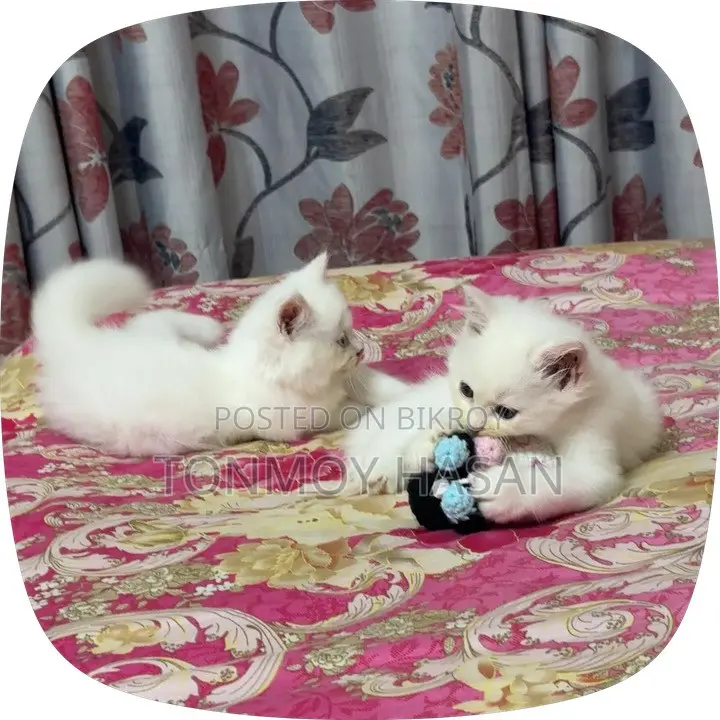 1-3 Months Male Purebred Persian Cat