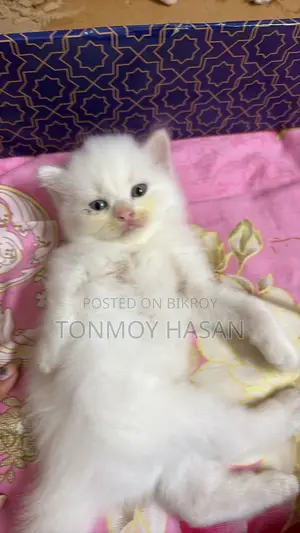 1-3 Months Male Purebred Persian Cat