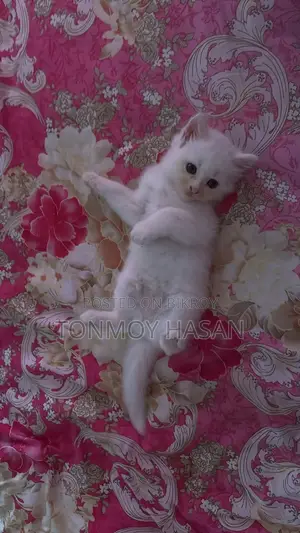 1-3 Months Male Purebred Persian Cat