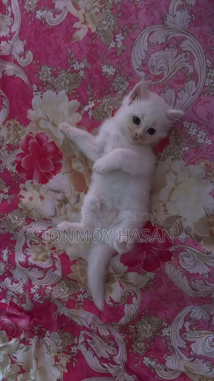 1-3 Months Male Purebred Persian Cat