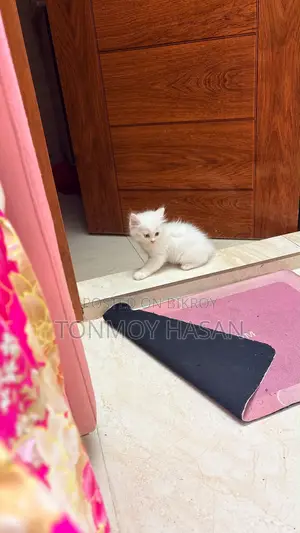 1-3 Months Male Purebred Persian Cat